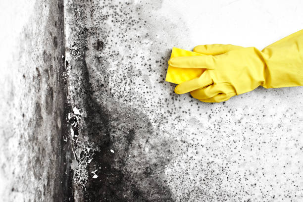 Best Residential Mold Remediation in Sewaren, NJ