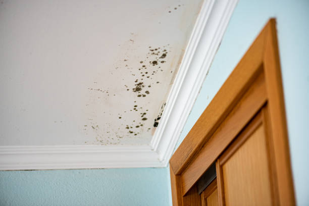 Best Emergency Mold Remediation in Sewaren, NJ