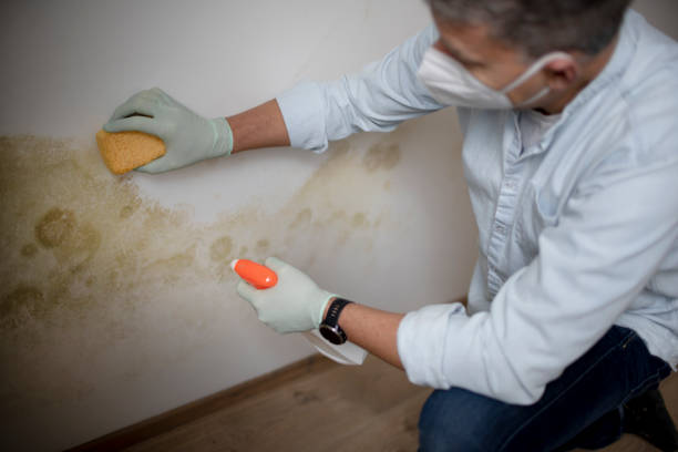 Best Post-Flood Mold Remediation in Sewaren, NJ